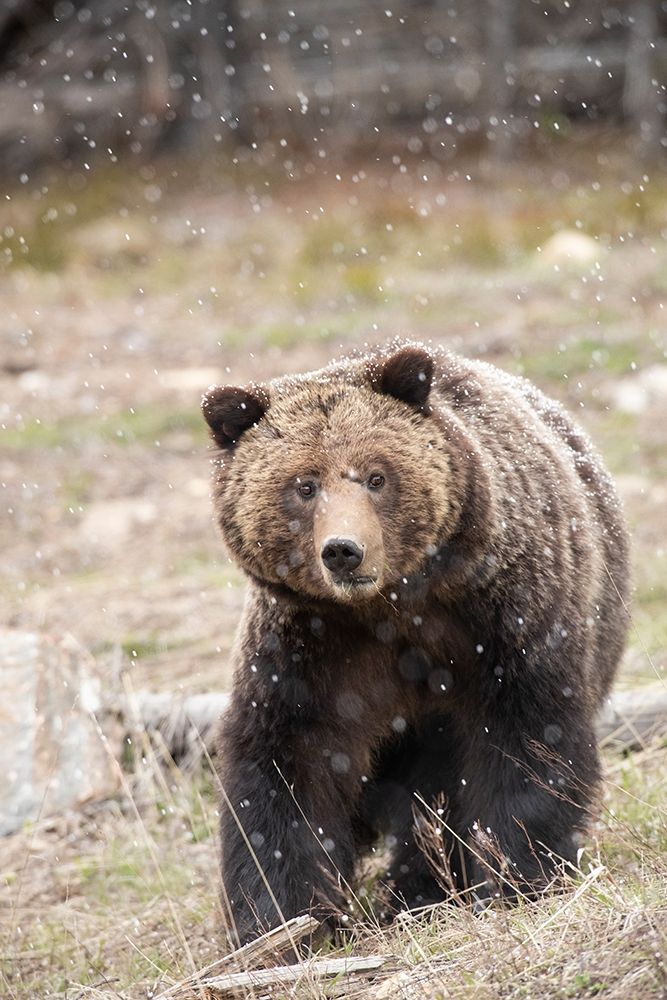 close-up Grizzly bear sow in spring snowfall art print by Jaynes Gallery for $57.95 CAD