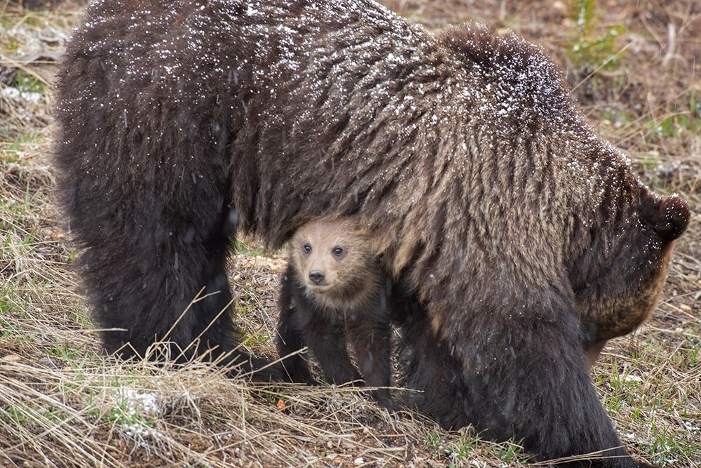 Wyoming-Yellowstone National Park Grizzly bear cub sheltering under mother art print by Jaynes Gallery for $57.95 CAD