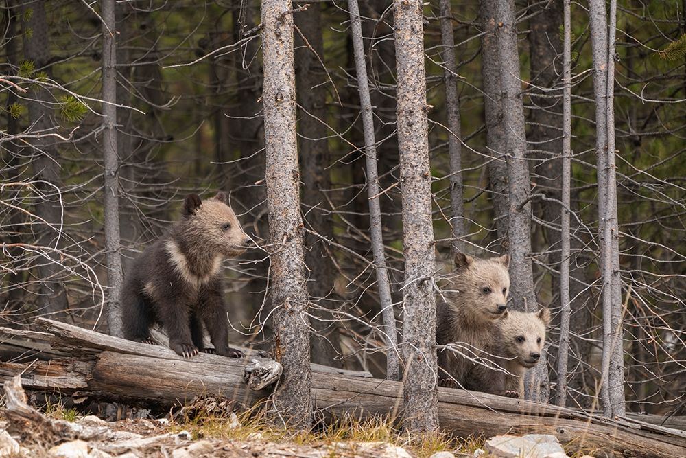 Wyoming-Yellowstone National Park Three grizzly bear cubs art print by Jaynes Gallery for $57.95 CAD