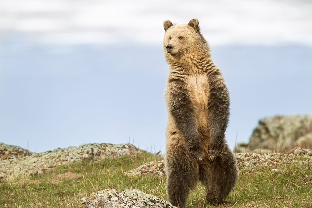Wyoming-Yellowstone National Park Grizzly bear sniffing air while standing art print by Jaynes Gallery for $57.95 CAD