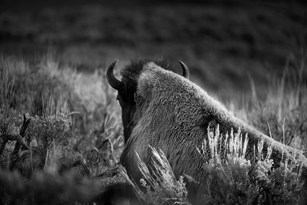 Wyoming-Yellowstone National Park Bison resting at sunset art print by Jaynes Gallery for $57.95 CAD