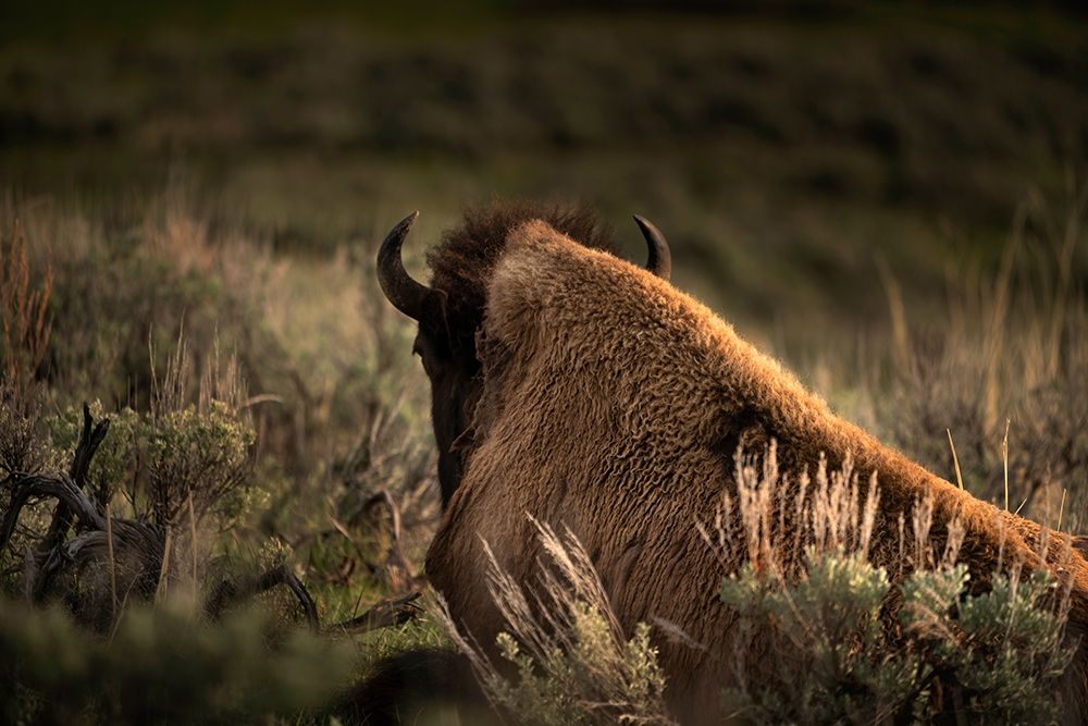 Wyoming-Yellowstone National Park Bison resting at sunset art print by Jaynes Gallery for $57.95 CAD