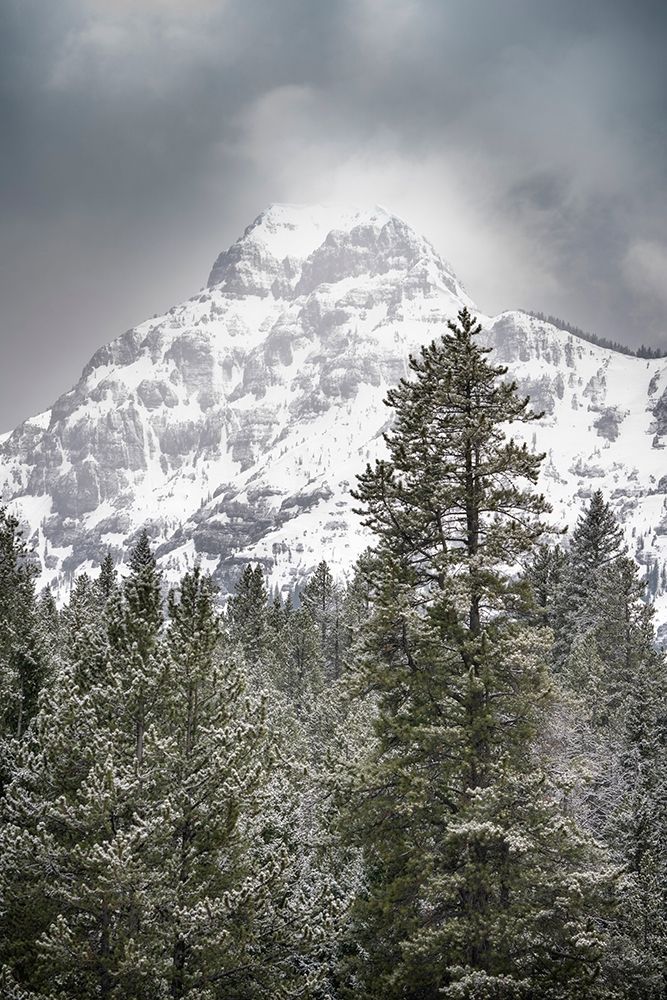 Wyoming-Yellowstone National Park Spring snow storm on mountain art print by Jaynes Gallery for $57.95 CAD