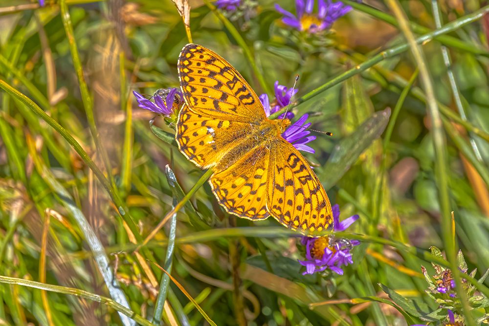 USA-Wyoming-Laramie Zerene fritillary close-up art print by Jaynes Gallery for $57.95 CAD