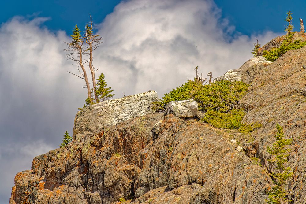 USA-Wyoming-Snowy Range Struggling pine trees growing from rock art print by Jaynes Gallery for $57.95 CAD