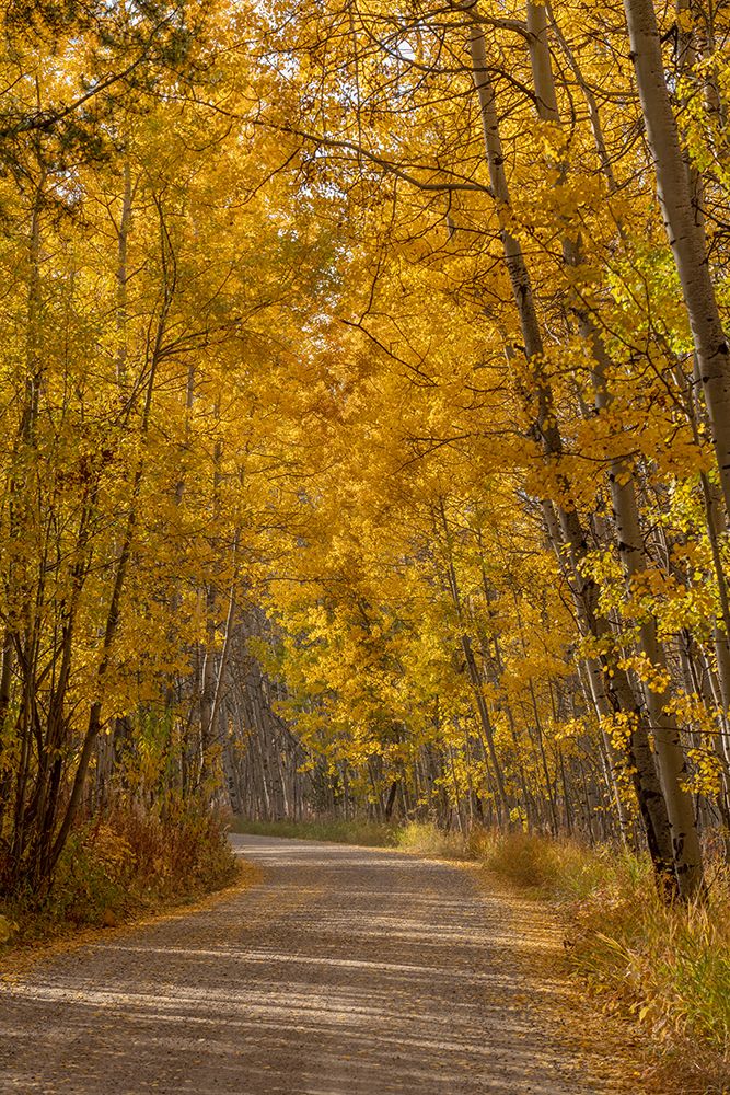 USA-Wyoming-Grand Teton National Park Road through fall aspen trees art print by Jaynes Gallery for $57.95 CAD