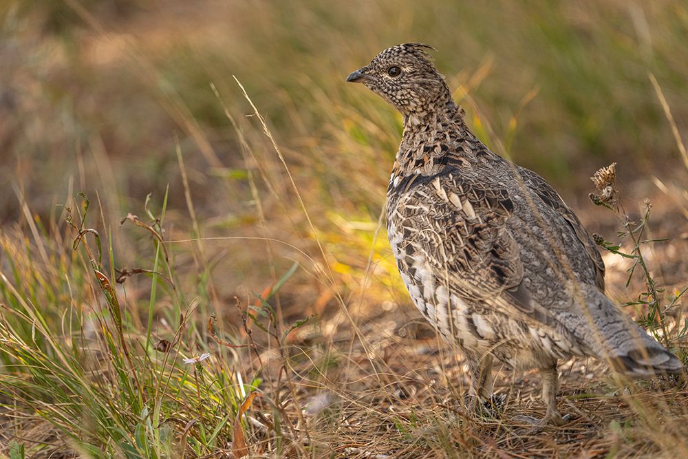 USA-Wyoming-Grand Teton National Park Dusky grouse bird close-up art print by Jaynes Gallery for $57.95 CAD