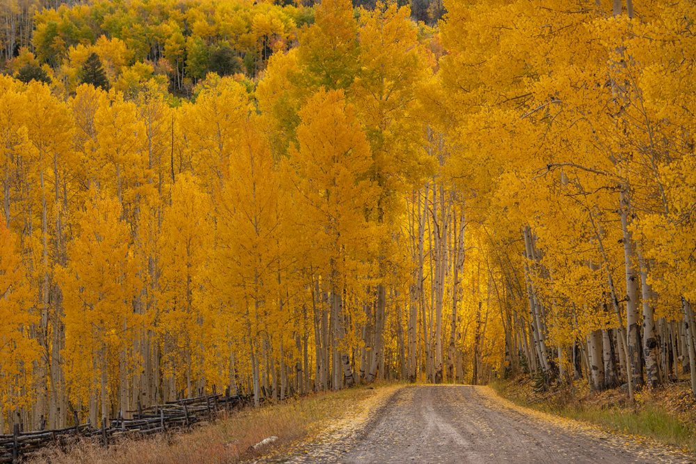 USA-Wyoming-Grand Teton National Park Road through fall aspen trees art print by Jaynes Gallery for $57.95 CAD