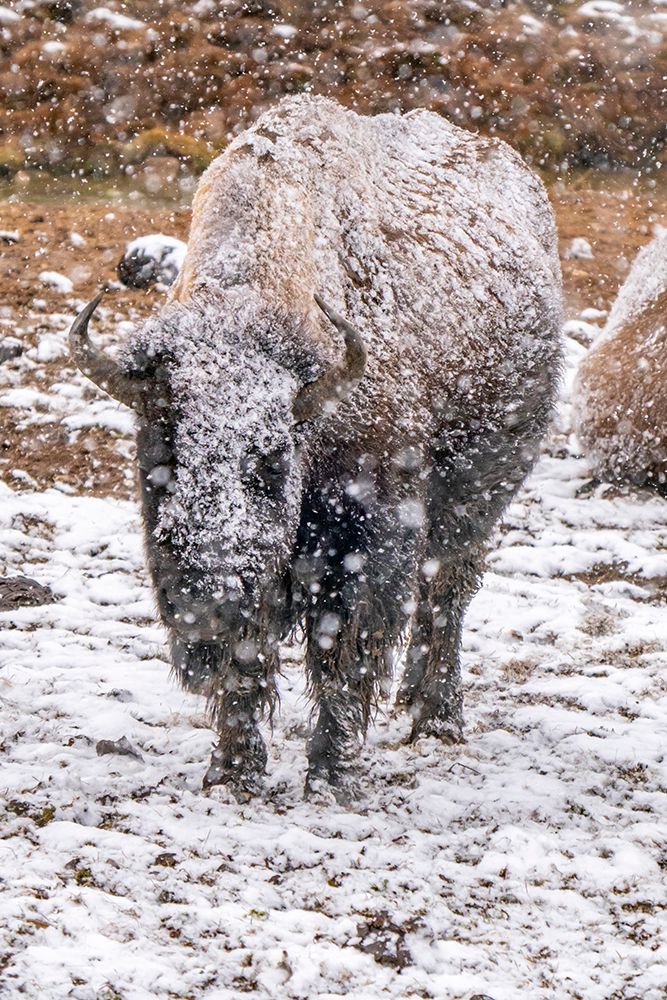 USA- Wyoming- Yellowstone National Park. Bison in falling snow. art print by Jaynes Gallery for $57.95 CAD
