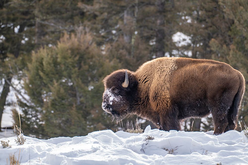 USA- Wyoming- Yellowstone National Park. Bison eating in snow. art print by Jaynes Gallery for $57.95 CAD