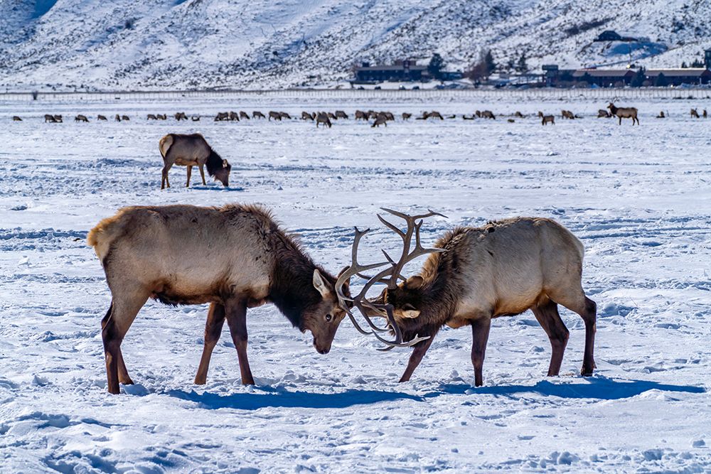 USA- Wyoming- National Elk Refuge. Bull elks sparring. art print by Jaynes Gallery for $57.95 CAD