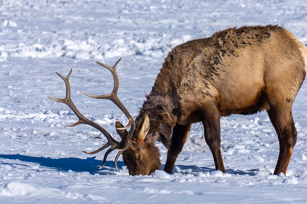 USA- Wyoming- National Elk Refuge. Bull elk seeking food beneath snow. art print by Jaynes Gallery for $57.95 CAD