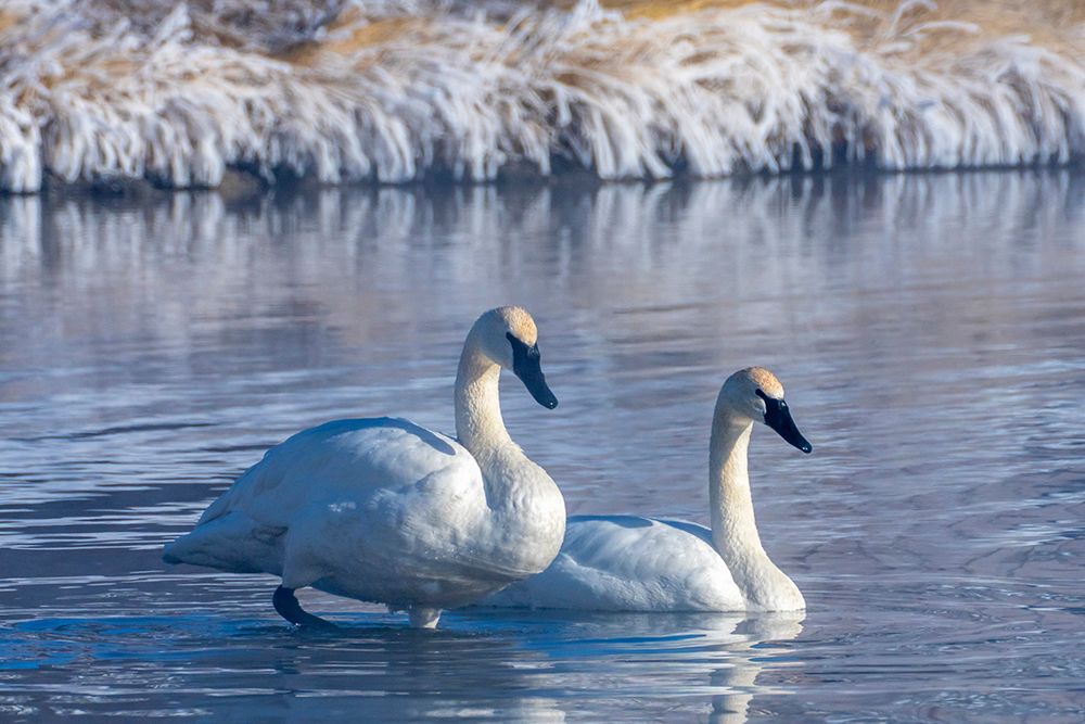 USA- Wyoming- Jackson National Fish Hatchery. Trumpeter swan pair on pond in winter. art print by Jaynes Gallery for $57.95 CAD