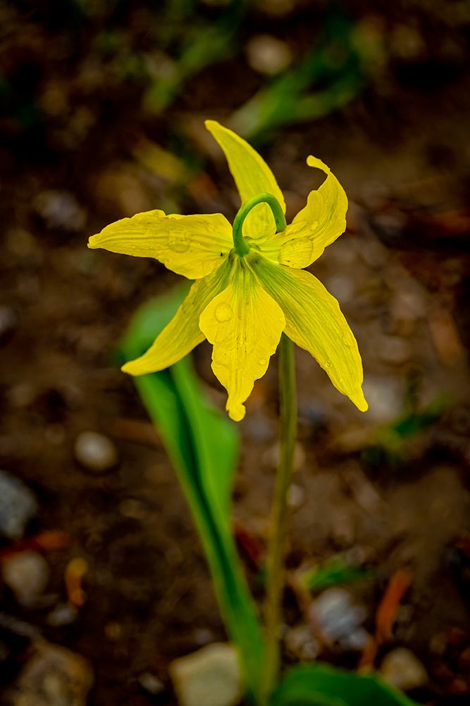 USA-Wyoming-Snowy Range. Yellow avalanche lily close-up. art print by Jaynes Gallery for $57.95 CAD