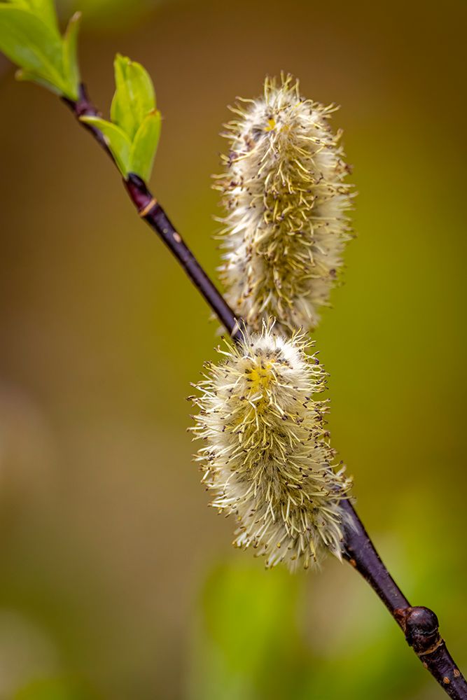 USA-Wyoming-Snowy Range. Willow stem with buds. art print by Jaynes Gallery for $57.95 CAD