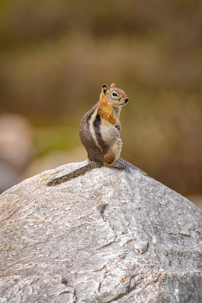 USA-Wyoming-Snowy Range. Golden-mantled ground squirrel on rock. art print by Jaynes Gallery for $57.95 CAD