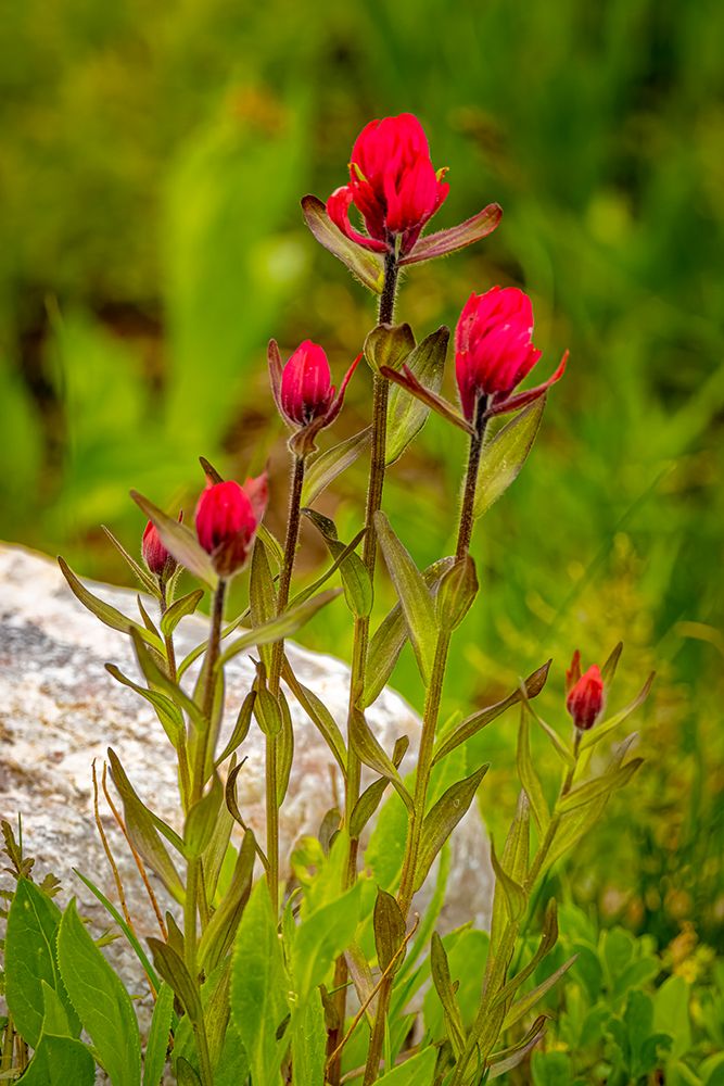 USA-Wyoming-Snowy Range. Red Indian paintbrush flowers close-up. art print by Jaynes Gallery for $57.95 CAD