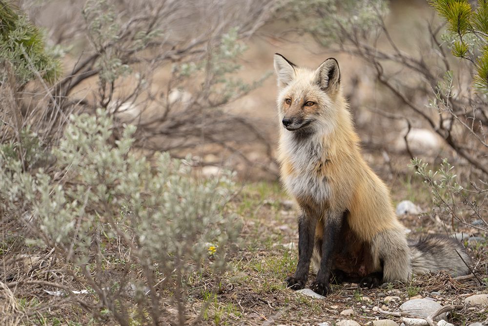 USA-Wyoming-Grand Teton National Park Adult red fox close-up art print by Jaynes Gallery for $57.95 CAD