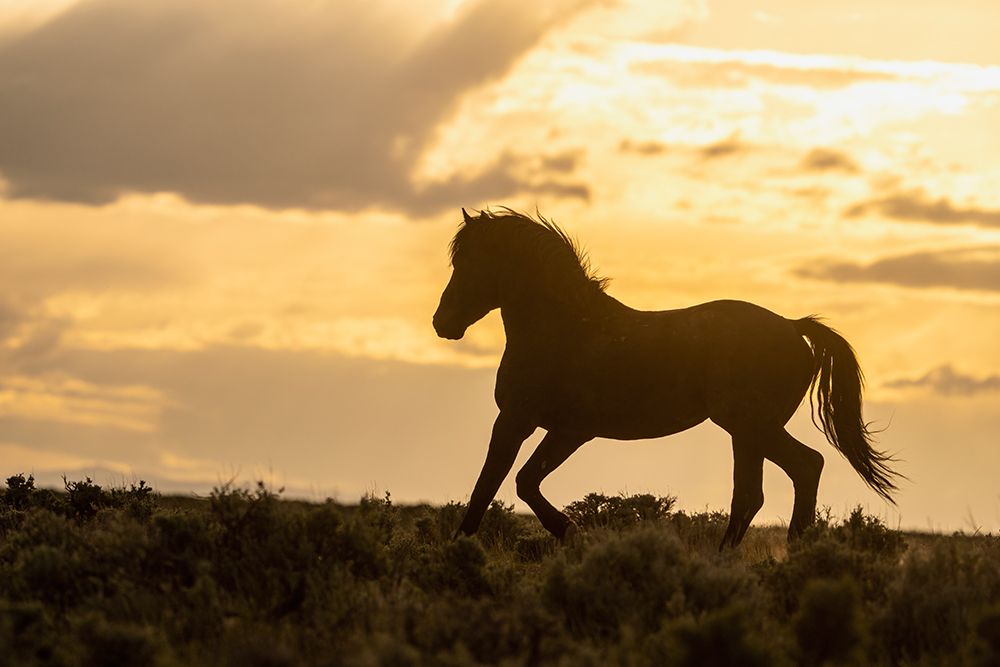 USA-Wyoming-McCullough Peaks Herd Management Area Wild horse silhouetted at sunset art print by Jaynes Gallery for $57.95 CAD
