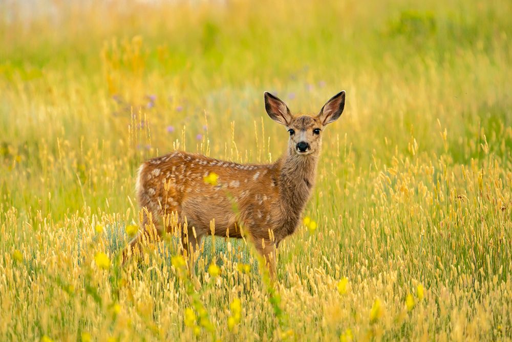 USA, Wyoming, Medicine Bow National Forest. Mule deer fawn in thistle flowers. art print by Jaynes Gallery for $57.95 CAD