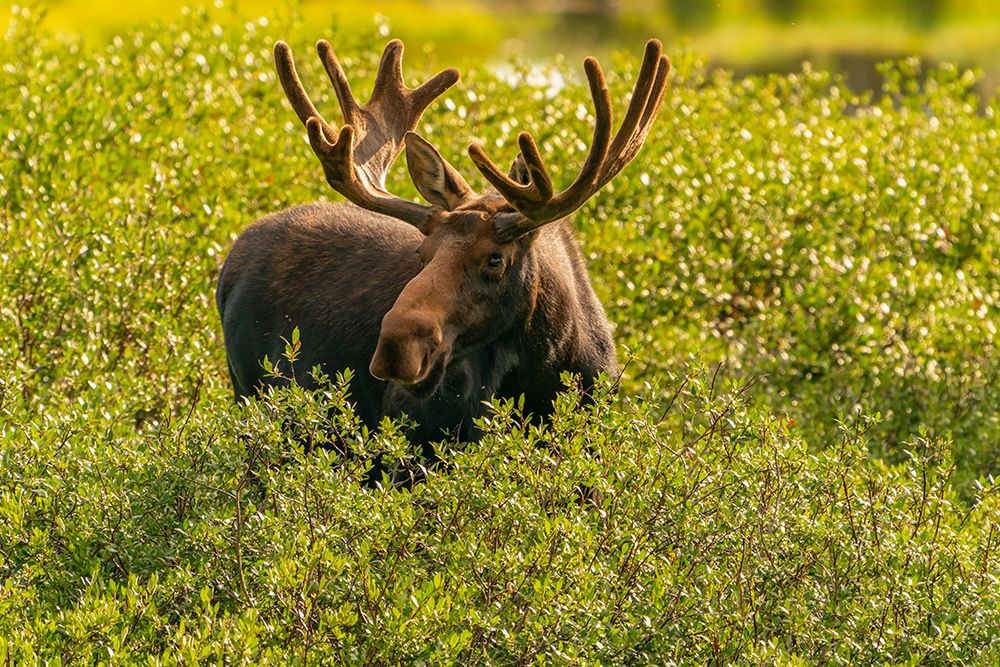USA, Wyoming, Medicine Bow National Forest. Close-up of bull moose feeding in vegetation. art print by Jaynes Gallery for $57.95 CAD