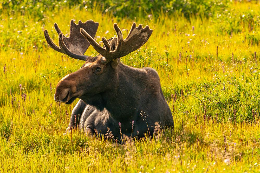 USA, Wyoming, Medicine Bow National Forest. Bull moose resting in field. art print by Jaynes Gallery for $57.95 CAD