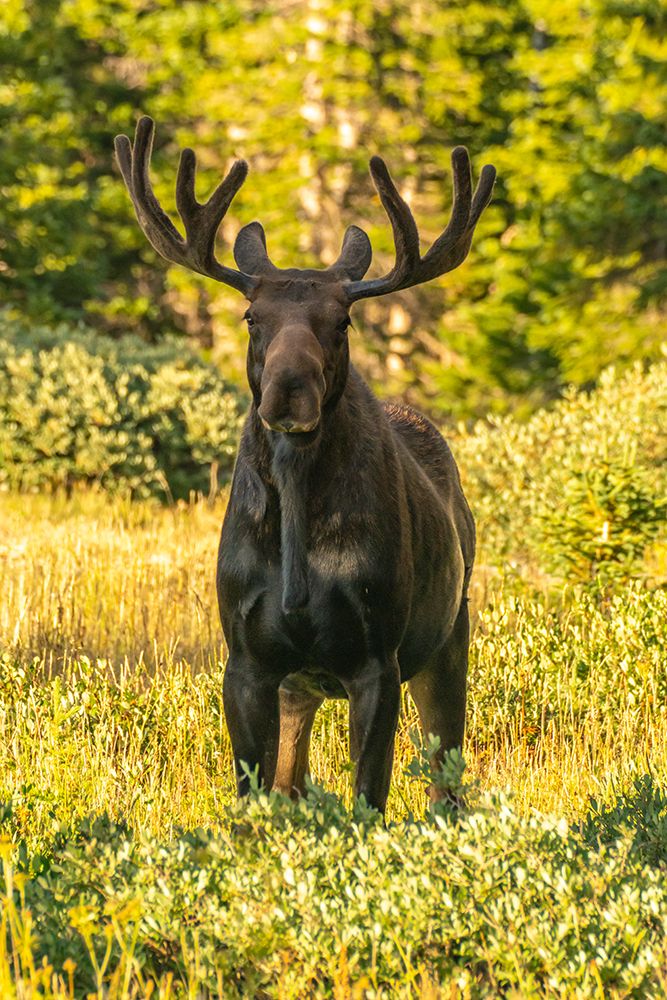 USA, Wyoming, Medicine Bow National Forest. Close-up of bull moose in field. art print by Jaynes Gallery for $57.95 CAD