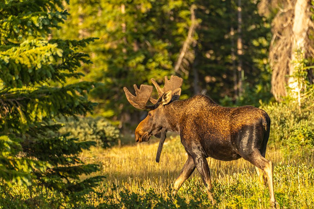 USA, Wyoming, Medicine Bow National Forest. Close-up of bull moose walking in field. art print by Jaynes Gallery for $57.95 CAD