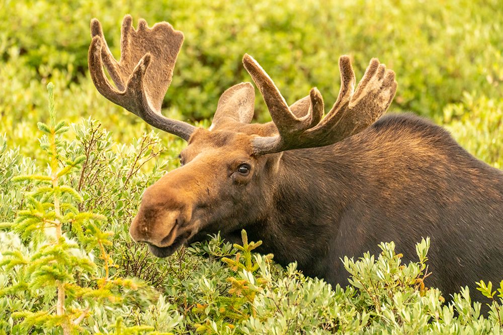 USA, Wyoming, Medicine Bow National Forest. Close-up of bull moose feeding in vegetation. art print by Jaynes Gallery for $57.95 CAD