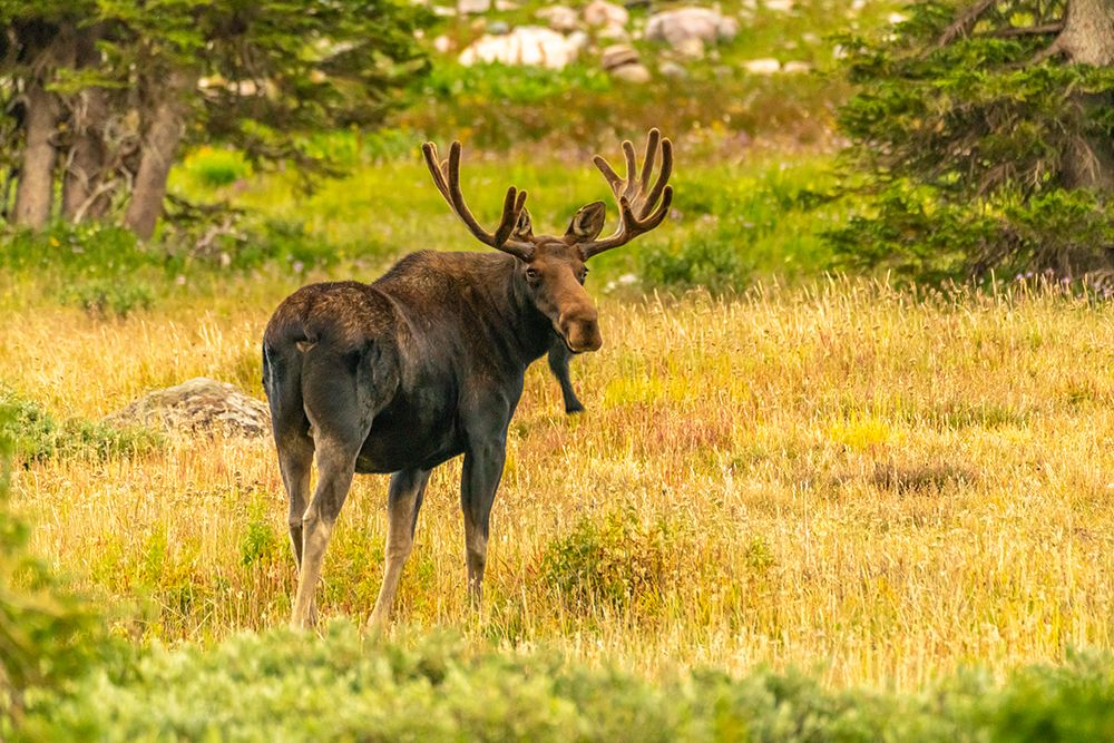 USA, Wyoming, Medicine Bow National Forest. Bull moose in field. art print by Jaynes Gallery for $57.95 CAD