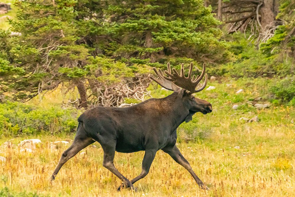 USA, Wyoming, Medicine Bow National Forest. Close-up of bull moose running in field. art print by Jaynes Gallery for $57.95 CAD