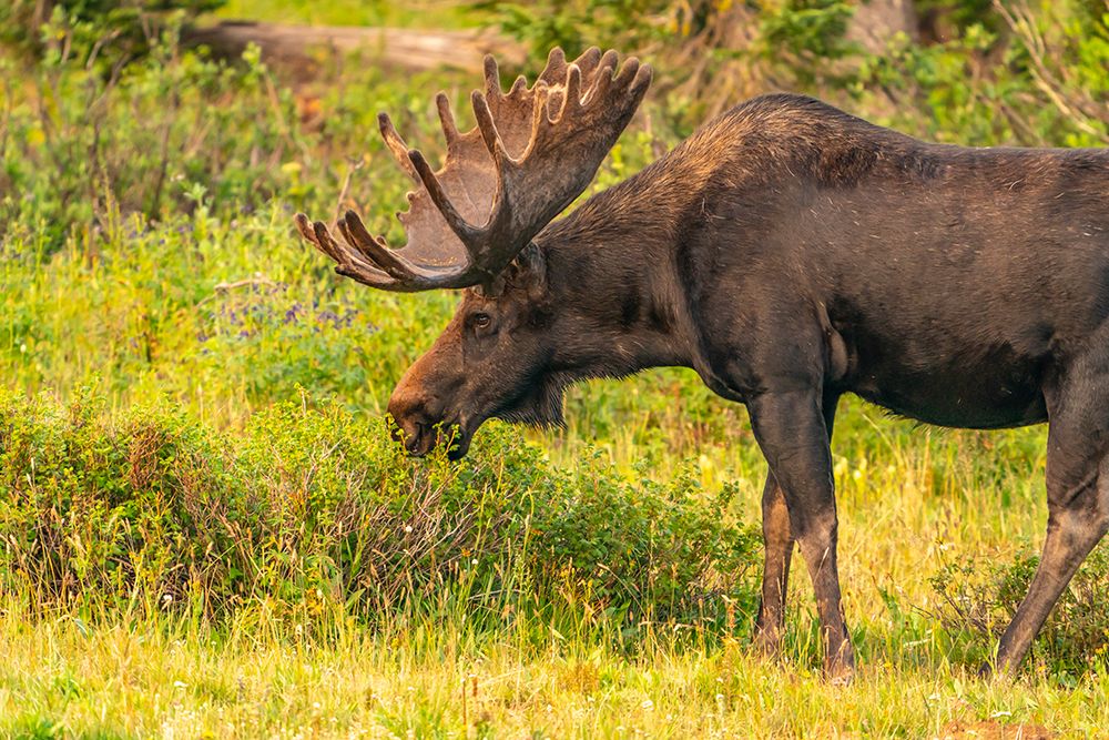 USA, Wyoming, Medicine Bow National Forest. Bull moose feeding in field. art print by Jaynes Gallery for $57.95 CAD