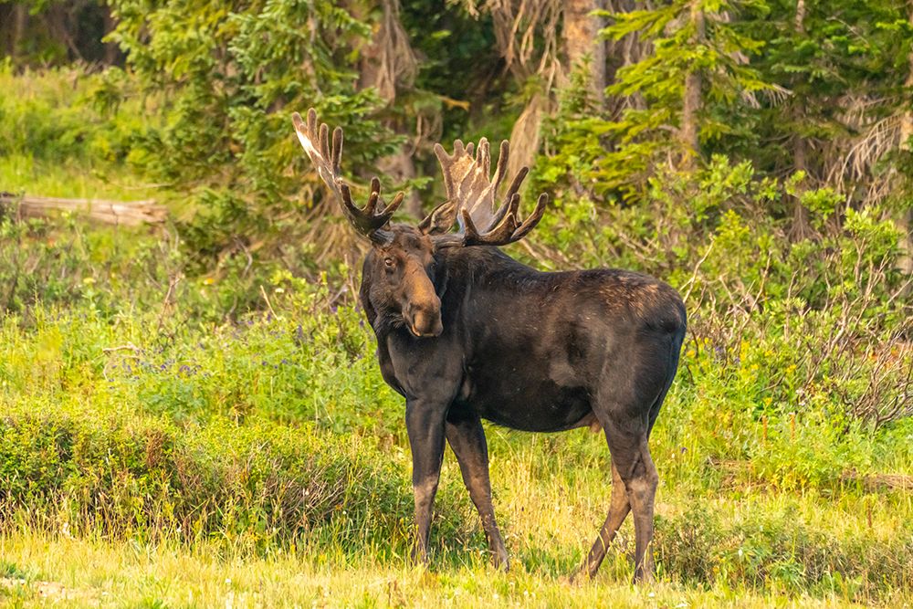 USA, Wyoming, Medicine Bow National Forest. Bull moose in field. art print by Jaynes Gallery for $57.95 CAD