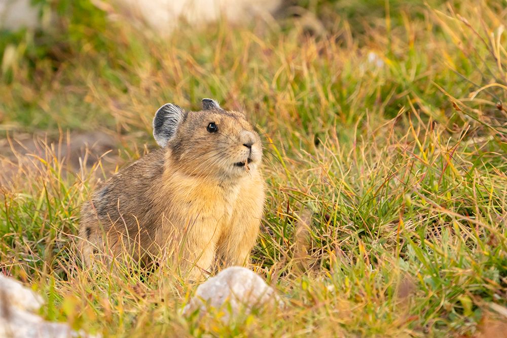 USA, Wyoming, Medicine Bow National Forest. Close-up of pika in grass. art print by Jaynes Gallery for $57.95 CAD