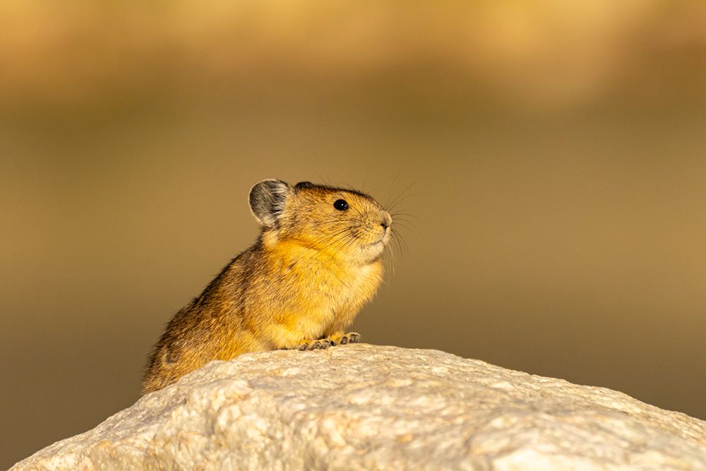 USA, Wyoming, Medicine Bow National Forest. Close-up of pika on rock. art print by Jaynes Gallery for $57.95 CAD