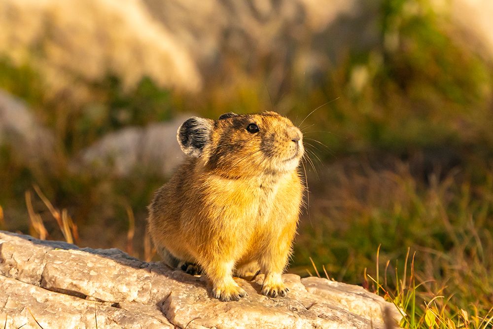 USA, Wyoming, Medicine Bow National Forest. Close-up of pika on rock. art print by Jaynes Gallery for $57.95 CAD