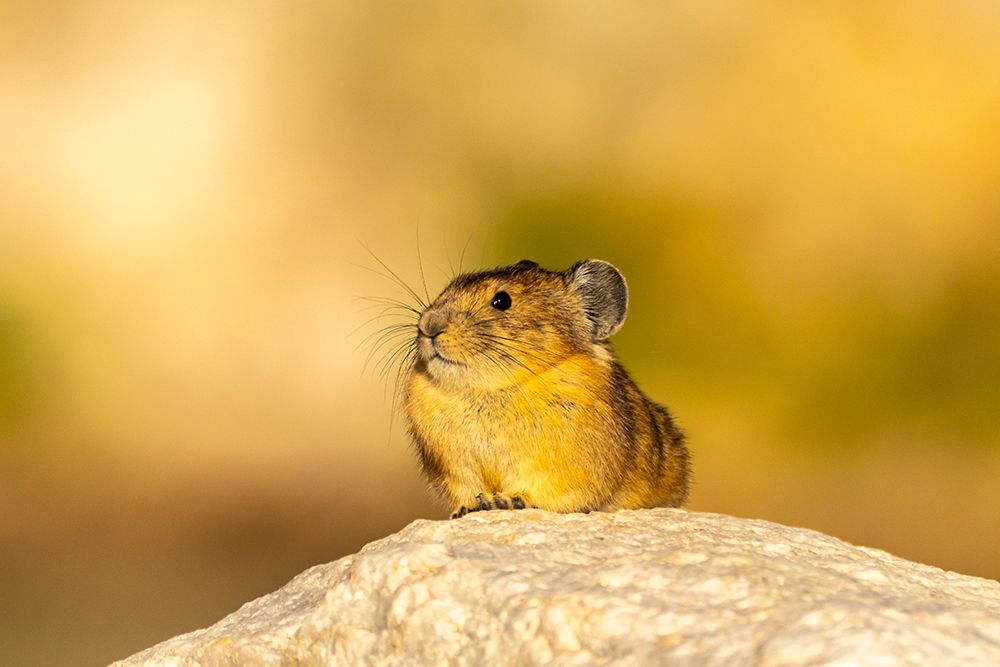USA, Wyoming, Medicine Bow National Forest. Close-up of pika on rock. art print by Jaynes Gallery for $57.95 CAD