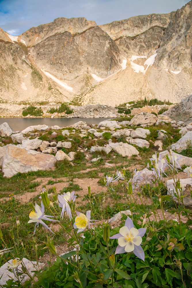 USA, Wyoming, Medicine Bow National Forest. Landscape with blue columbine flowers and mountain. art print by Jaynes Gallery for $57.95 CAD