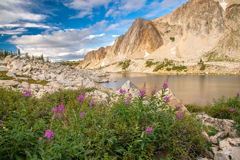 USA, Wyoming, Medicine Bow National Forest. Landscape with fireweed flowers and mountain. art print by Jaynes Gallery for $57.95 CAD