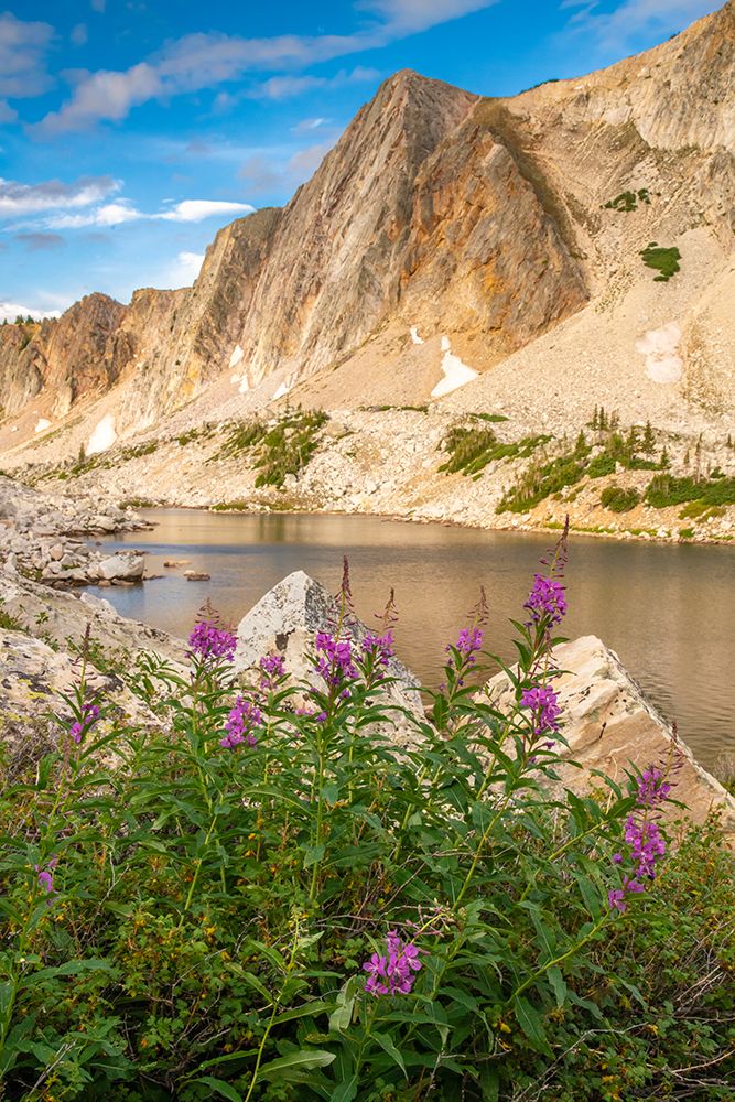 USA, Wyoming, Medicine Bow National Forest. Landscape with fireweed flowers and mountain lake. art print by Jaynes Gallery for $57.95 CAD