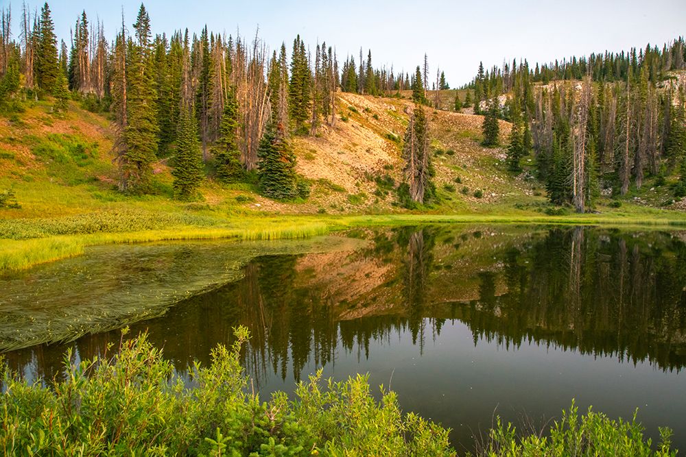 Wyoming, Medicine Bow National Forest. Floating grasses and forest reflection in mountain lake. art print by Jaynes Gallery for $57.95 CAD