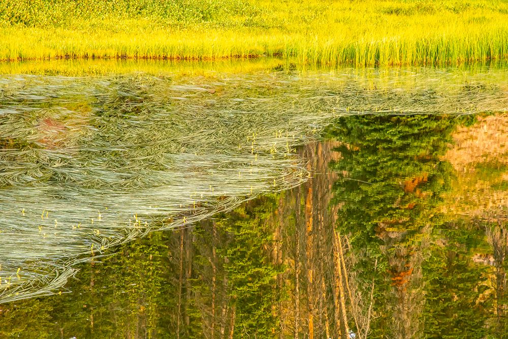 Wyoming, Medicine Bow National Forest. Floating grasses and forest reflection in mountain lake. art print by Jaynes Gallery for $57.95 CAD