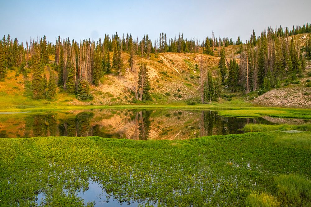 Wyoming, Medicine Bow National Forest. Floating grasses and forest reflection in mountain lake. art print by Jaynes Gallery for $57.95 CAD