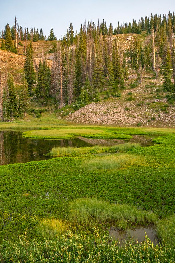 Wyoming, Medicine Bow National Forest. Floating grasses and forest reflection in mountain lake. art print by Jaynes Gallery for $57.95 CAD