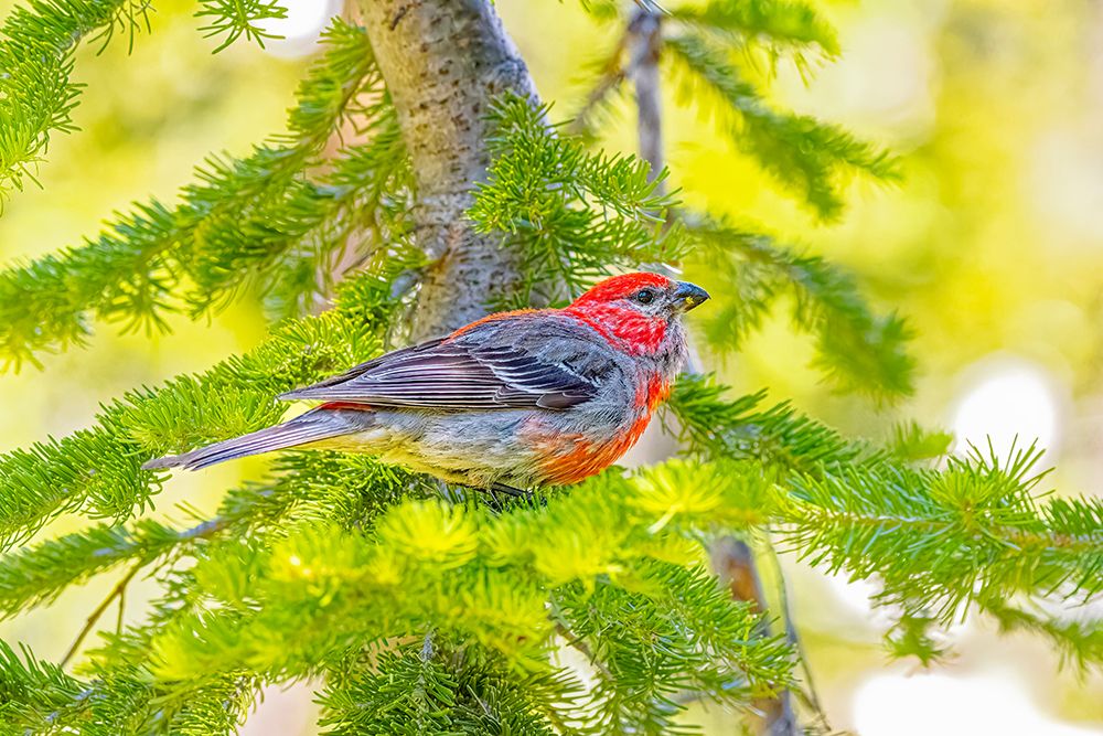 USA, Wyoming, Snowy Range. Male pine grosbeak bird in tree. art print by Jaynes Gallery for $57.95 CAD