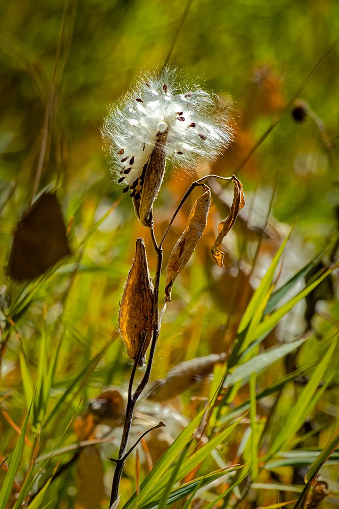 USA, Wyoming. Showy milkweed seed pod close-up. art print by Jaynes Gallery for $57.95 CAD