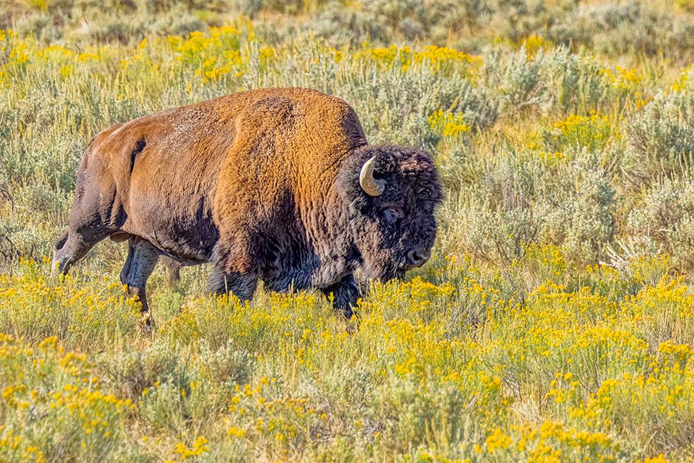 USA, Wyoming, Yellowstone National Park. Bison in grassy field. art print by Jaynes Gallery for $57.95 CAD