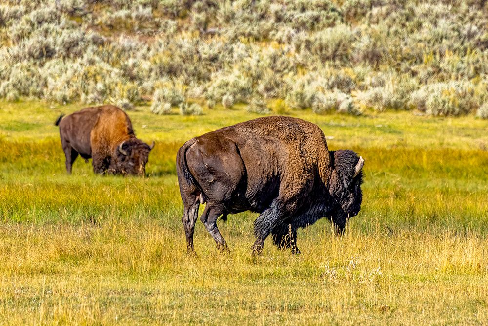 USA, Wyoming, Yellowstone National Park. Bison in grassy field. art print by Jaynes Gallery for $57.95 CAD