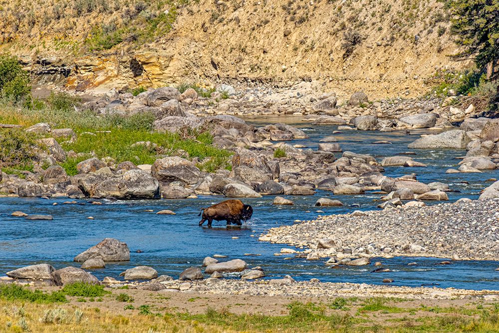 USA, Wyoming, Yellowstone National Park. Bison crossing stream. art print by Jaynes Gallery for $57.95 CAD