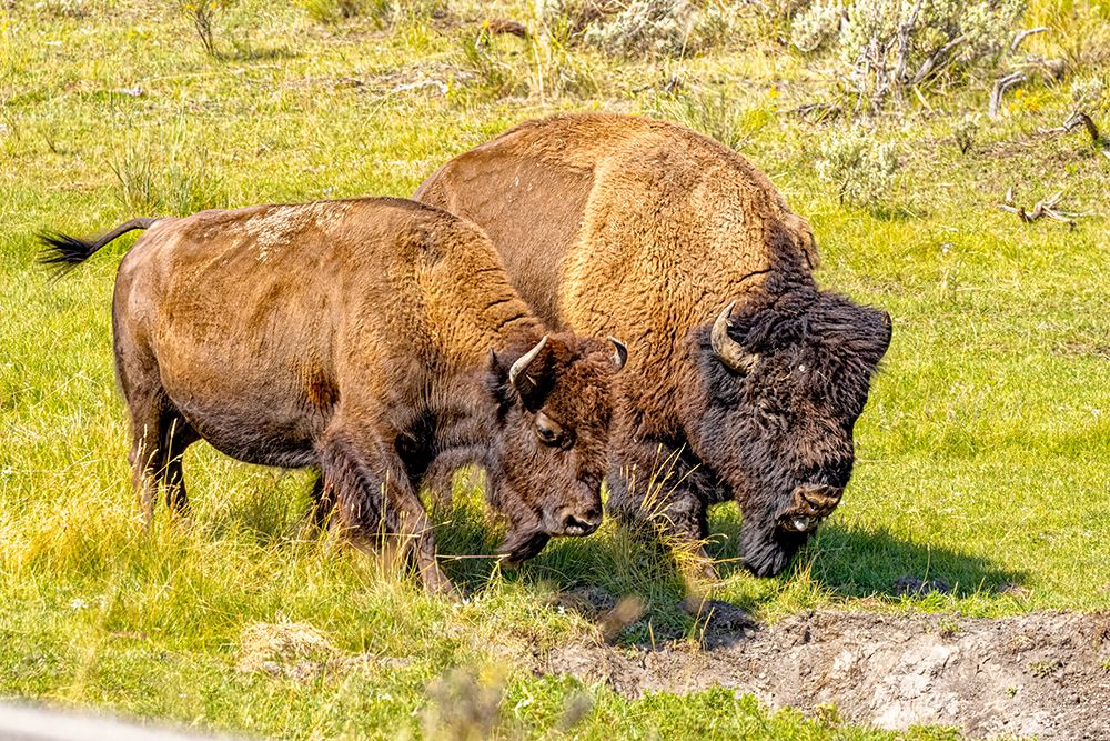 USA, Wyoming, Yellowstone National Park. Bison in grassy field. art print by Jaynes Gallery for $57.95 CAD